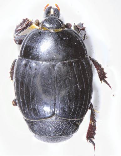 Margarinotus ignobilis